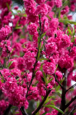 Şeftali göl kıyısında çiçek açar.