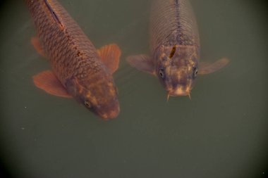 Gölde renkli koi balığı