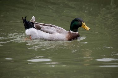 Ördek resmi Anas Platyrhynchos