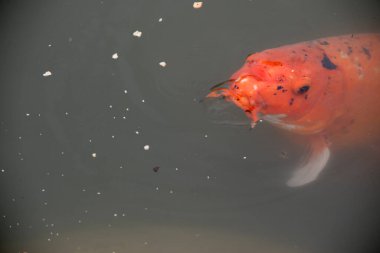 Gölde renkli koi balığı