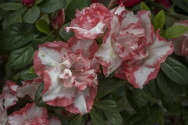 Açelyanın renkli çiçekleri