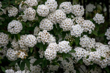Spiraea prunifolisinin beyaz çiçekleri