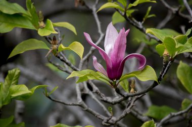 Zambak ağacının gösterişli çiçeği (Magnolia liiflora)