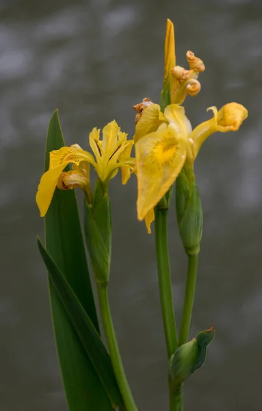 Virágzó Sárga Liliom Irisz Pszeudakór — Stock Fotó