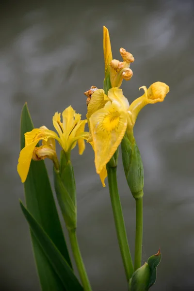 盛开的黄色百合花 Iris Pseudacorus — 图库照片