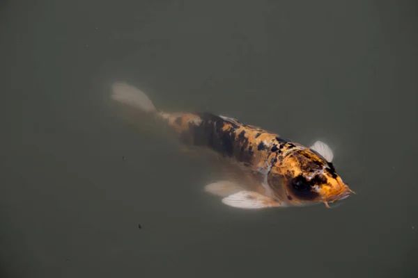 Colorful Koi Fish Lake — Fotografia de Stock