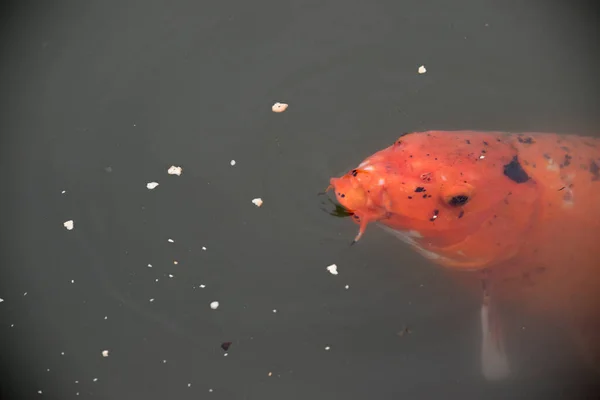 Colorful Koi Fish Lake — Fotografia de Stock