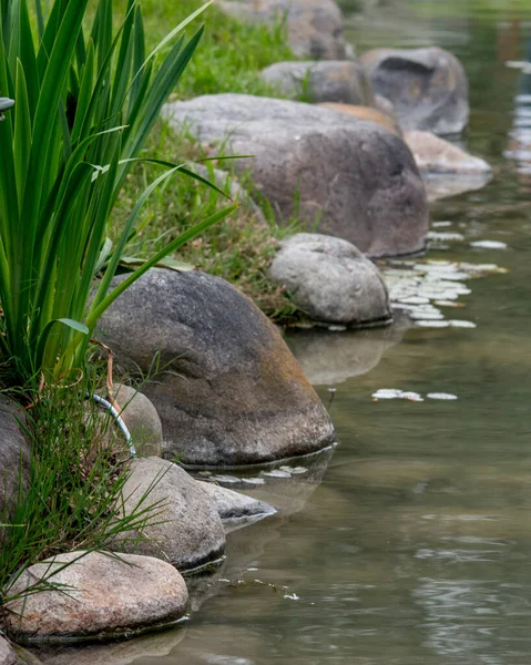 Planten Aan Rivierkant — Stockfoto