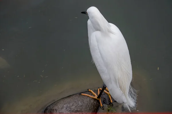 Egretta Garzetta Közelsége — Stock Fotó