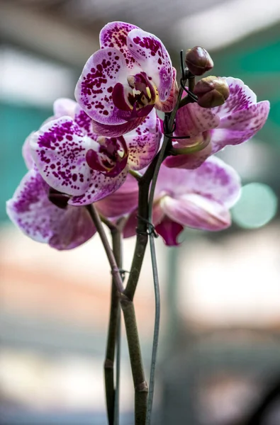 Foto Primo Piano Orchidea Viola — Foto Stock