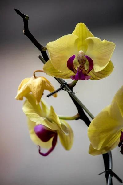 Orquídea Amarela Bonita Flores Elegantes — Fotografia de Stock