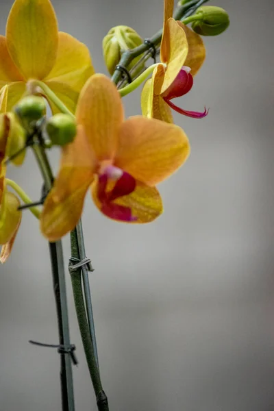Красивая Желтая Орхидея Элегантные Цветы — стоковое фото