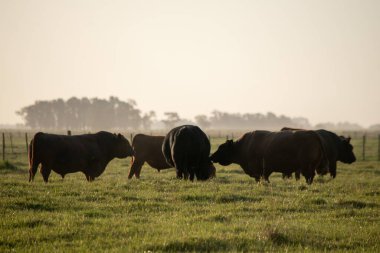 Buenos Aires 'te kırsal bir yer. İnekler otluyor.