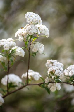 Spiraea prunifolisinin beyaz çiçekleri