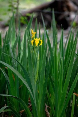 Sarı zambak çiçekleri