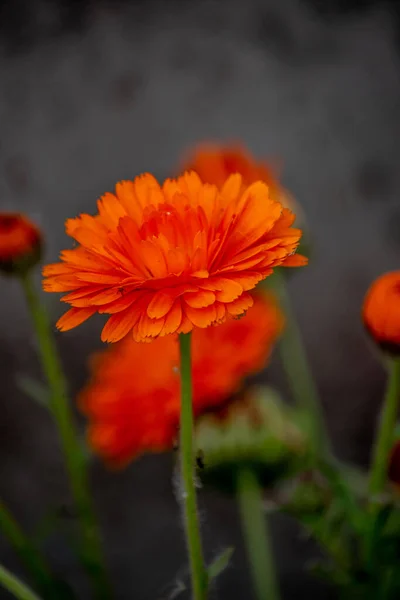 리스의 오렌지색 — 스톡 사진