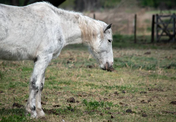 Porträt Eines Pferdes Haustiere — Stockfoto