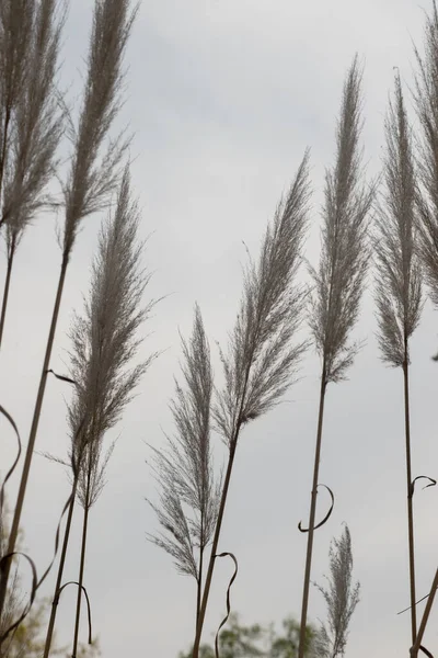 Detail Plant Cortaderia Selloana - Stock-foto