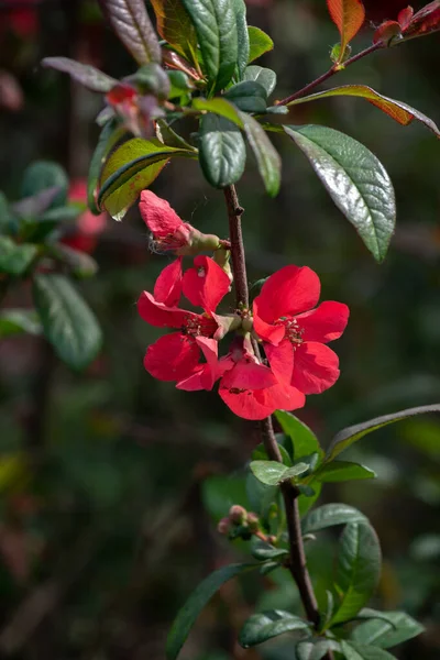 庭の赤い花 — ストック写真