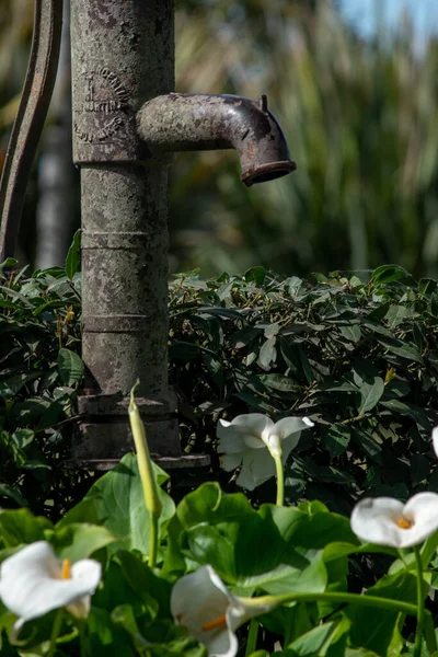 Квітка Кали Лілії Під Водяним Насосом Полі — стокове фото