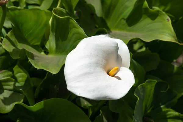 Zbliżenie Białej Lilii Calla — Zdjęcie stockowe
