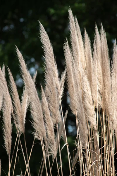 Detalhe Planta Cortaderia Selloana — Fotografia de Stock