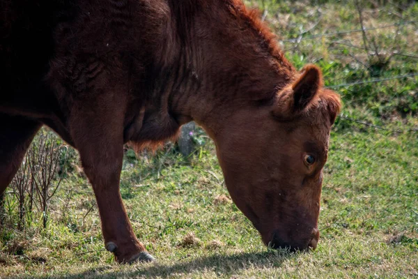 Country Szene Kuh Weidet Auf Dem Feld — Stockfoto