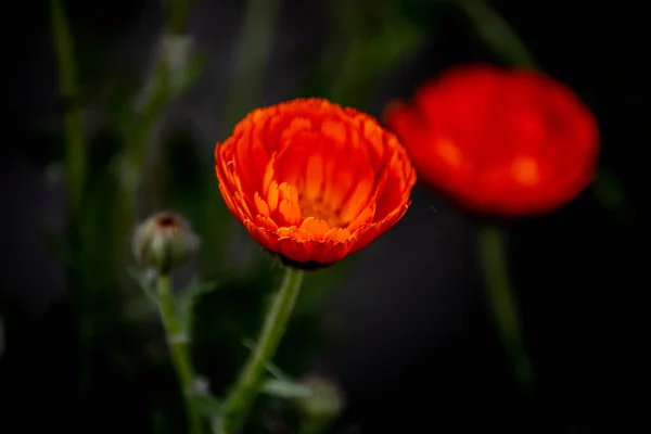 オレンジ色の花カレンダー Officinalis — ストック写真