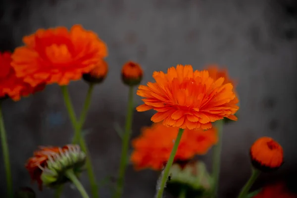Orange Blommor Calendula Officinalis — Stockfoto