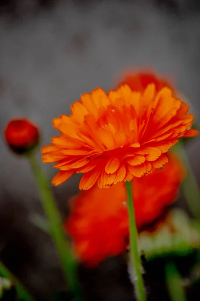 オレンジ色の花カレンダー Officinalis — ストック写真