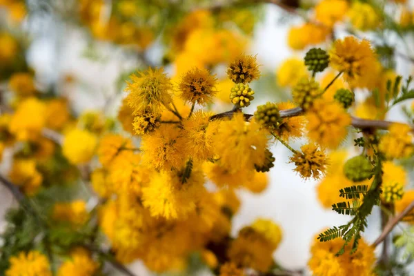 アカシアの洞窟の黄色の花 — ストック写真