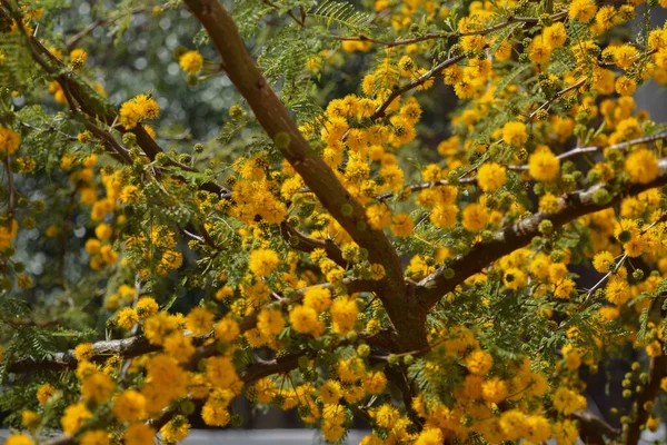 アカシアの洞窟の黄色の花 — ストック写真