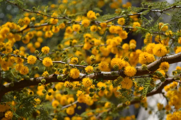 Flores Amarelas Uma Caverna Acácia — Fotografia de Stock