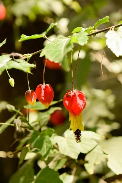 Foto Close Uma Flor Vermelha Abutilon — Fotografia de Stock