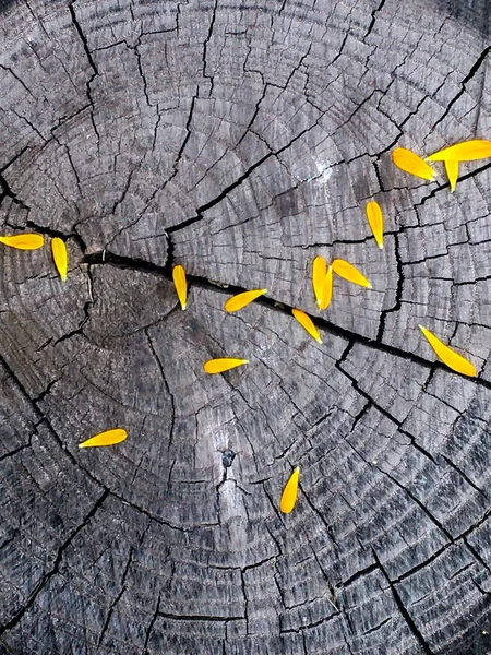 Pétalas Amarelas Tronco Árvore — Fotografia de Stock