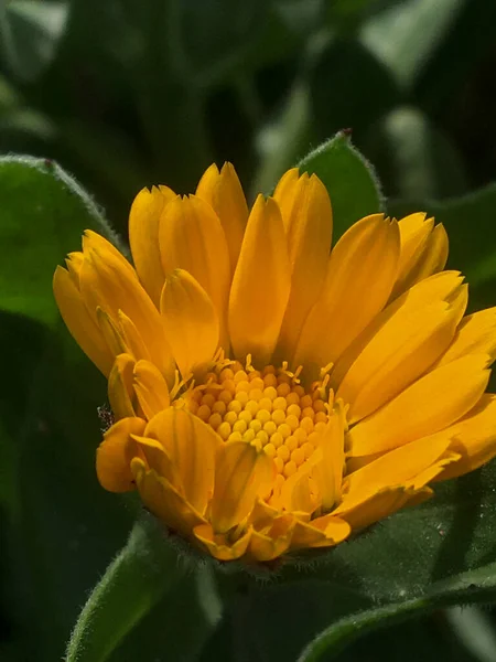 Flores Amarelas Calendula Officinalis — Fotografia de Stock