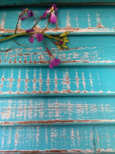 室内装饰 富士花在古老的浅蓝色的木头上 — 图库照片