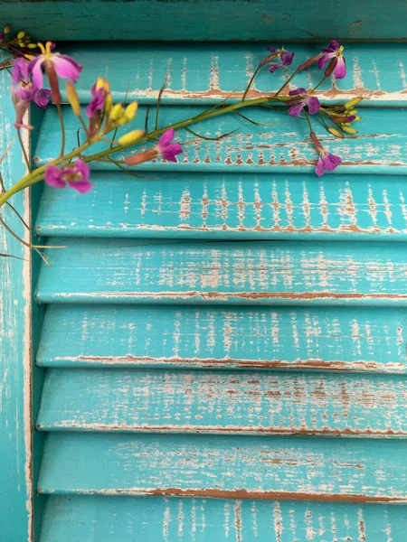 室内装饰 富士花在古老的浅蓝色的木头上 — 图库照片