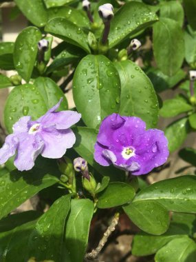 Çeşit çeşit yasemin kokulu çiçeğe yakın çekim