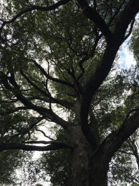 Ağacın kış dalları. Doğa arkaplanı.