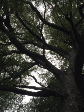 Ağacın kış dalları. Doğa arkaplanı.