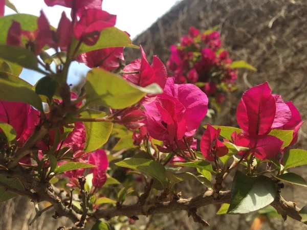 Primer Plano Una Flor Rosa Santa Rita — Foto de Stock