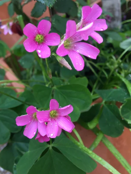 Flores Trébol Fucsia Fotografía Naturaleza —  Fotos de Stock