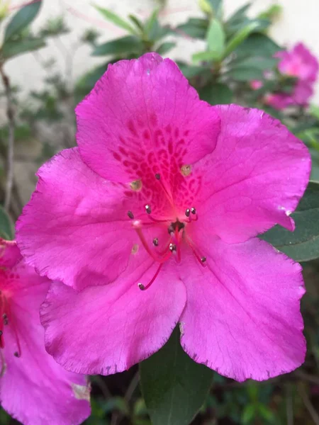 Flores Coloridas Una Azalea —  Fotos de Stock