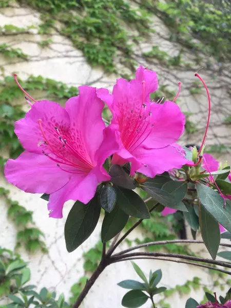 Flores Coloridas Una Azalea — Foto de Stock