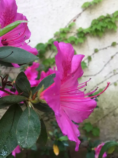 Flores Coloridas Una Azalea —  Fotos de Stock