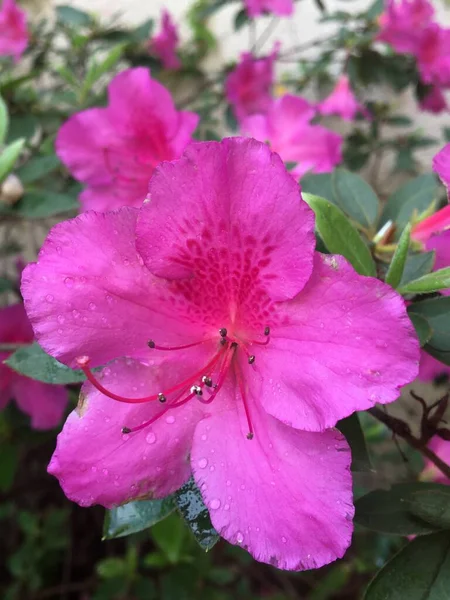 Flores Coloridas Una Azalea —  Fotos de Stock