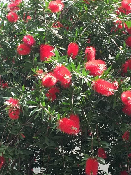 Callistemon. Red flowers of a pipe cleaner