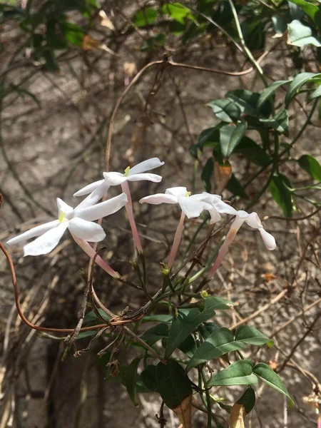 Las Pequeñas Flores Blancas Del Jazmín — Foto de Stock