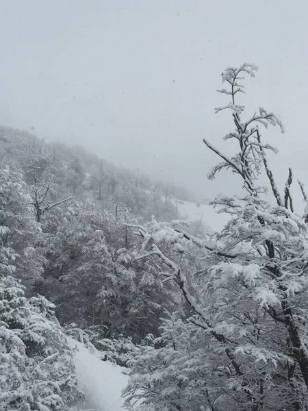 Снежный Лес Сан Карлос Барилоче — стоковое фото